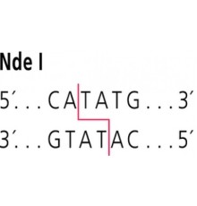 NdeI от Neisseria denitrificans рестрикционный фермент Sigma R5509