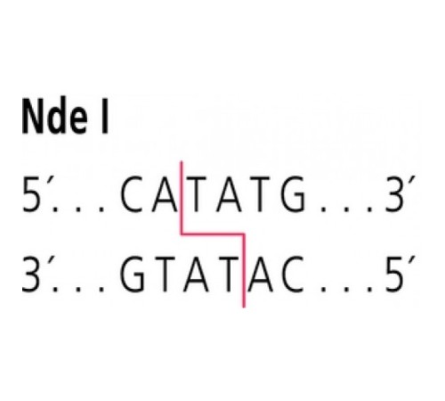 NdeI от Neisseria denitrificans рестрикционный фермент Sigma R5509