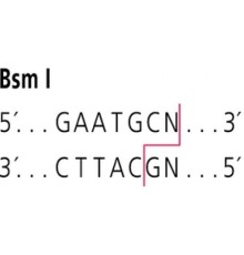 BsmI из Bacillus stearothermophilus NUB 36 Рестрикционный фермент Sigma R3635