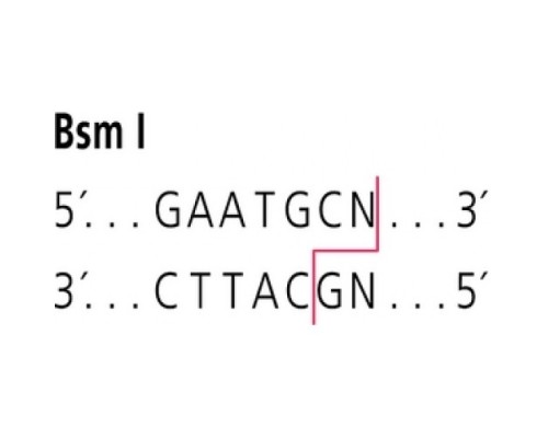 BsmI из Bacillus stearothermophilus NUB 36 Рестрикционный фермент Sigma R3635