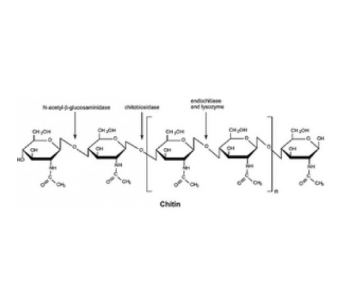 Хитиназа из лиофилизированного порошка Streptomyces griseus (по существу не содержит соли), 200 мкг / г твердого вещества Sigma C6137