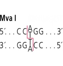 MvaI из Micrococcus varians, Rfl 19, рестрикционный фермент Sigma R1632