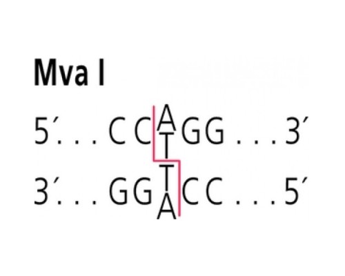 MvaI из Micrococcus varians, Rfl 19, рестрикционный фермент Sigma R1632