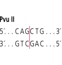 PvuII от Proteus vulgaris рестрикционный фермент Sigma R2631