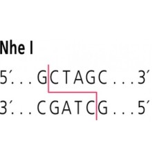 NheI от Neisseria mucosa heidelbergensis рестрикционный фермент Sigma R5634