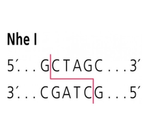 NheI от Neisseria mucosa heidelbergensis рестрикционный фермент Sigma R5634