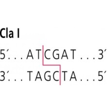 ClaI fromCaryophanon latum L Restriction Enzyme Sigma R7763