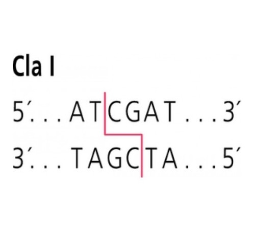 ClaI fromCaryophanon latum L Restriction Enzyme Sigma R7763