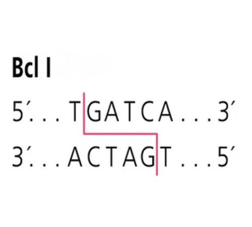 BclI от Bacillus caldolyticus рестрикционный фермент Sigma R8631