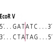 EcoR V из забуференного водным раствором глицерина Escherichia coli Sigma R2756