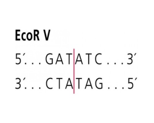EcoR V из забуференного водным раствором глицерина Escherichia coli Sigma R2756