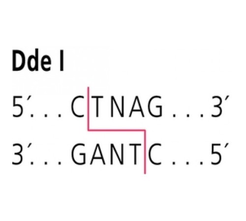 DdeI из штамма Desulfovibrio desulfuricans Norway Restriction Enzyme Sigma R4256