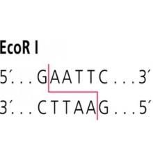 EcoR I из фермента рестрикции Escherichia coli BS5 Sigma R6265