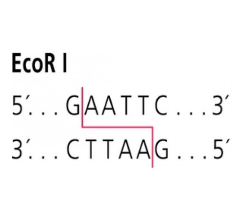 EcoR I из фермента рестрикции Escherichia coli BS5 Sigma R6265