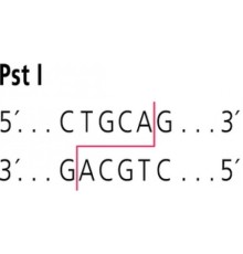 PstI от Providencia stuartii рестрикционный фермент Sigma R7023