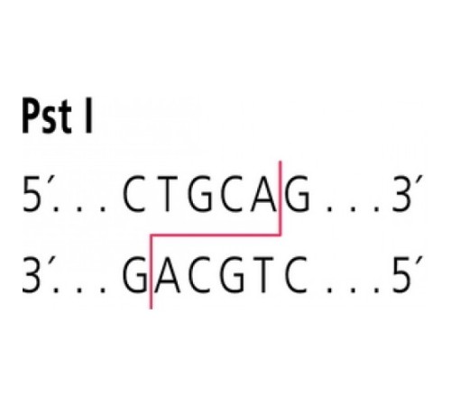 PstI от Providencia stuartii рестрикционный фермент Sigma R7023