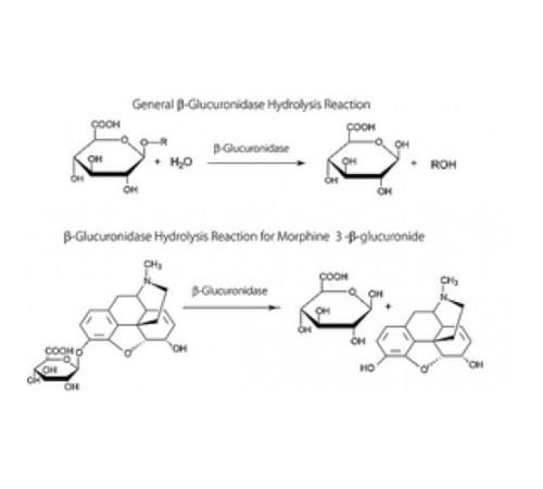 βГлюкуронидаза из Helix pomatia, тип H-3AF, водный раствор, 60 000 Единиц / мл Sigma G0762