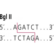 BglII из Bacillus licheniformis рестрикционный фермент Sigma R6377