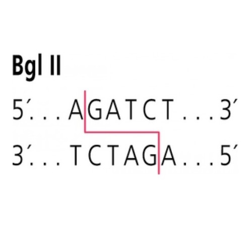 BglII из Bacillus licheniformis рестрикционный фермент Sigma R6377