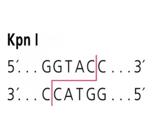KpnI от Klebsiella pneumoniae рестрикционный фермент Sigma R1258