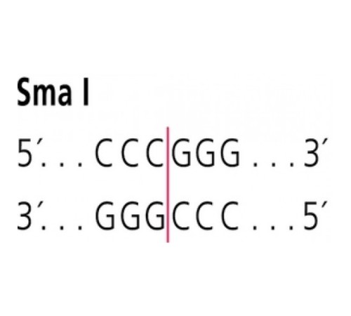 SmaI от Serratia marcescensSb рестрикционный фермент Sigma R4503