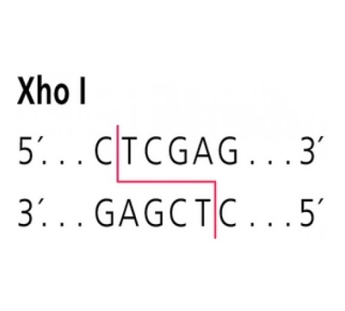 XhoI от Xanthomonas holcicola рестрикционный фермент Sigma R6379
