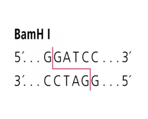 BamH I из Bacillus amyloliquefaciensH Рестрикционный фермент Sigma R0260