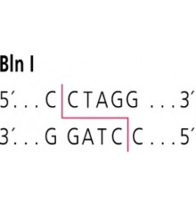 BlnI от Brevibacterium linenβ забуференный водный раствор глицерина Sigma R3131