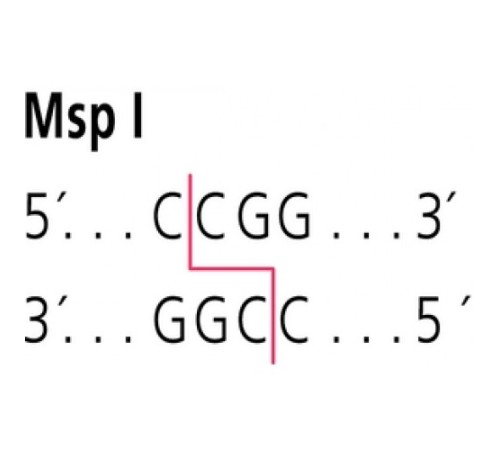 MspI от Moraxellasp. забуференный водный раствор глицерина Sigma R4506