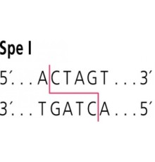 SpeI от Sphaerotilussp. Рестрикционный фермент Sigma R5257