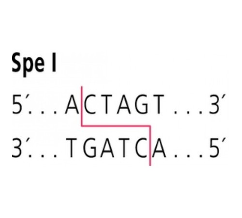 SpeI от Sphaerotilussp. Рестрикционный фермент Sigma R5257