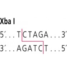 XbaI от Xanthomonas badrii рестрикционный фермент Sigma R7260