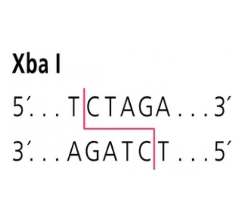 XbaI от Xanthomonas badrii рестрикционный фермент Sigma R7260