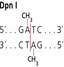 DpnI от Diplococcus pneumoniae рестрикционный фермент Sigma R8381