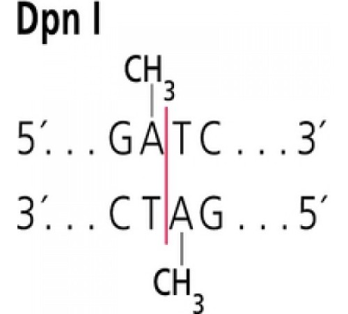 DpnI от Diplococcus pneumoniae рестрикционный фермент Sigma R8381