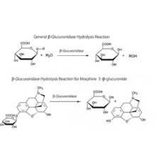 β-Глюкуронидаза из бычьей печени Тип B-10, ~ 10 000 βединиц / мг твердого вещества Sigma G0501