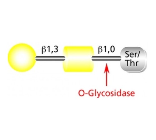 О-гликозидаза из Streptococcus pneumonia, рекомбинантная, экспрессируется в E. coli, забуференный водный раствор Sigma G1163