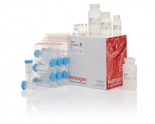 Набор JetQuick Blood and Cell Culture DNA Midiprep Kit, Thermo FS